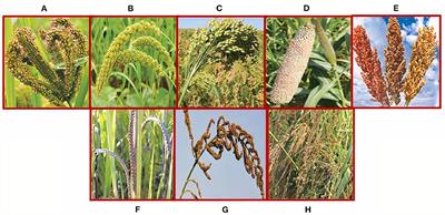 Nutritional Significance and Antioxidant-Mediated Antiaging Effects of Finger Millet: Molecular Insights and Prospects